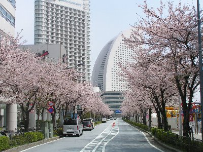 Sakura in Yokohama-06s.jpg